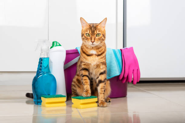 Gentle Bathing Tips For Happy Pets